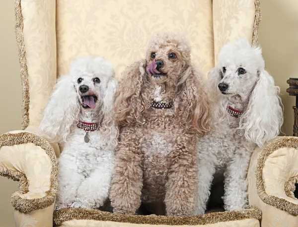 Tres fideos franceses en miniatura en silla — Foto de Stock