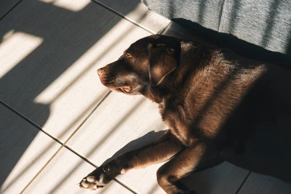 Strzał Czekoladowego Labradora Wchłaniającego Ostatnie Promienie Słońca Dnia — Zdjęcie stockowe