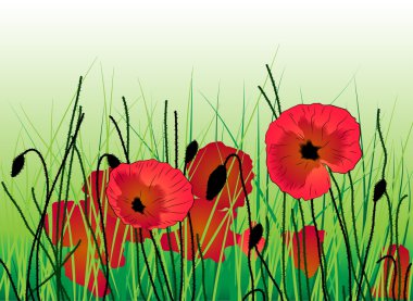 Poppies çim
