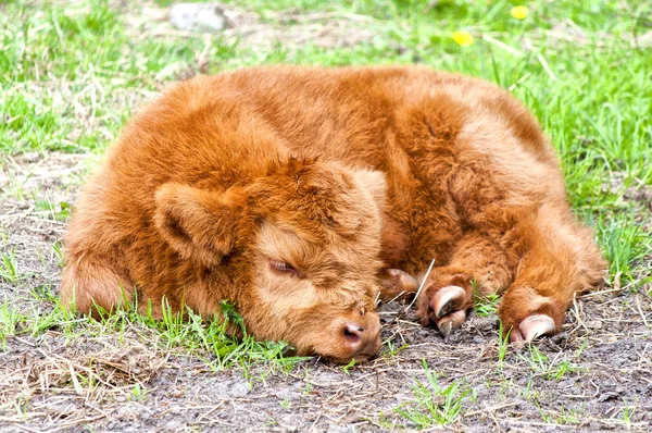 Hairy cow calf — Stock Photo, Image