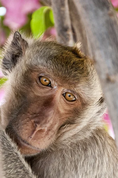 Macaco de hua hin 07 — Fotografia de Stock