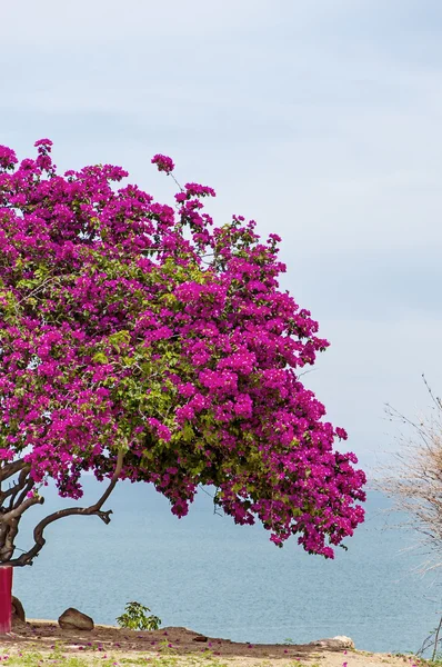 Rózsaszín Bougainvillea fa 2 — Stock Fotó