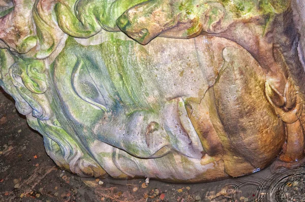 Медуза Фелика Цистерна Голова 02 — стоковое фото