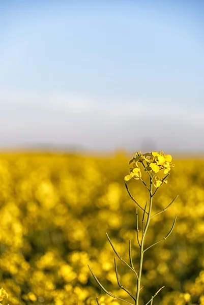 Rapeseed flower — Stock Photo, Image