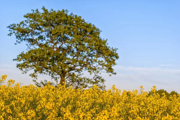Rapsfeld mit Baum — Stockfoto