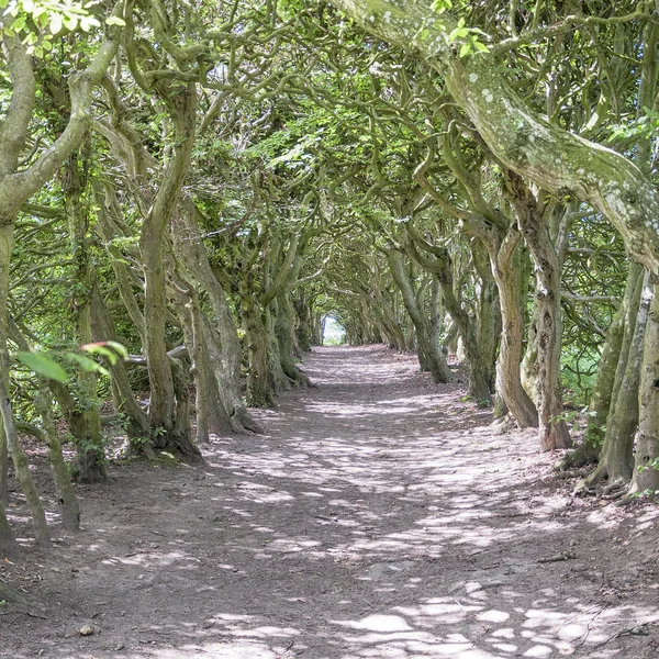 Tunnel of Trees — Stock Photo, Image