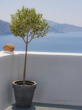 Oia, Santorini 'de çatı terasında saksıda bir zeytin ağacı..