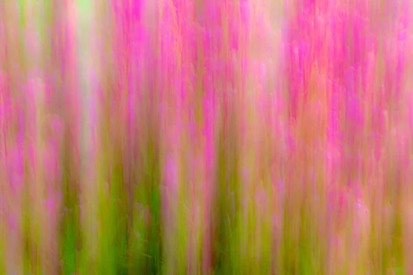An intential camera movement abstract image of pink flowers against green foilage.