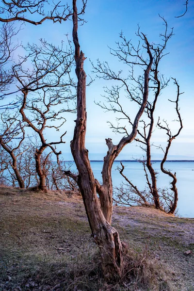Άποψη Ηλιοβασιλέματος Ενός Νεκρού Δέντρου Κοντά Στην Ακτογραμμή Του Hittarp — Φωτογραφία Αρχείου