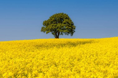 Yalnız bir ağaç ve kolza tohumu tarlasının tam çiçeklenmiş klasik bir manzara resmi..