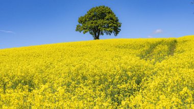 Yalnız bir ağaç ve kolza tohumu tarlası tamamen çiçek açmış..