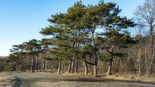 İsveç 'te Helsingborg' un kuzeyindeki Hittarp 'ın kıyı şeridine yakın bazı ağaçlar.