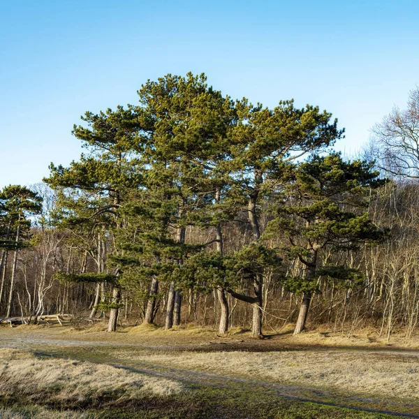 Μερικά Δέντρα Κοντά Στην Ακτογραμμή Του Hittarp Βόρεια Του Helsingborg — Φωτογραφία Αρχείου