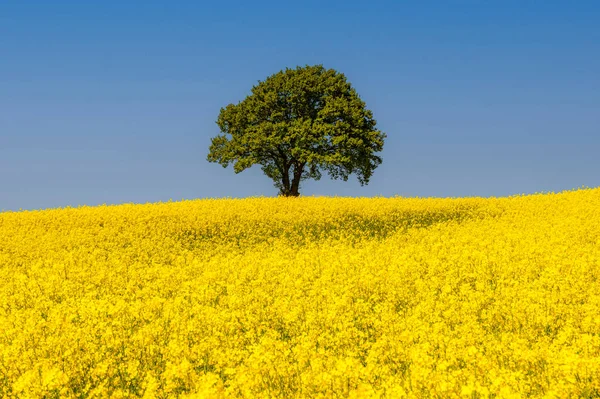 Yalnız bir ağaç ve kolza tohumu tarlasının tam çiçeklenmiş klasik bir manzara resmi..