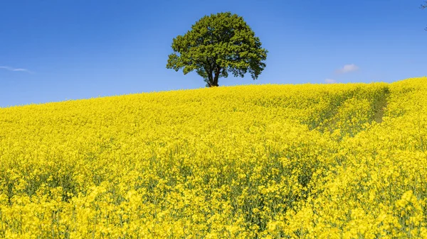 Yalnız bir ağaç ve kolza tohumu tarlası tamamen çiçek açmış..
