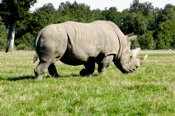 Rhino na zielonej trawie — Zdjęcie stockowe