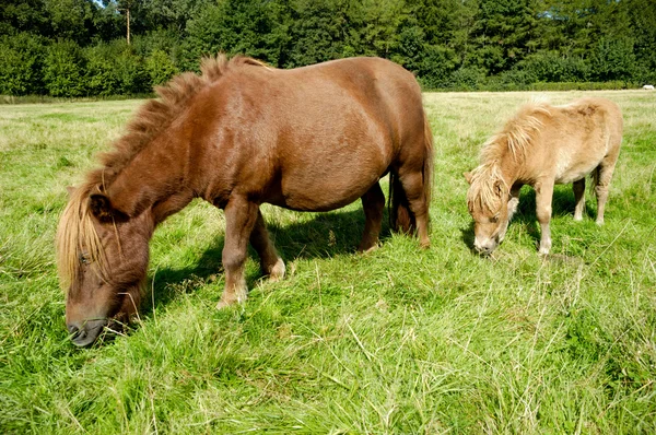 Caballo y potro —  Fotos de Stock