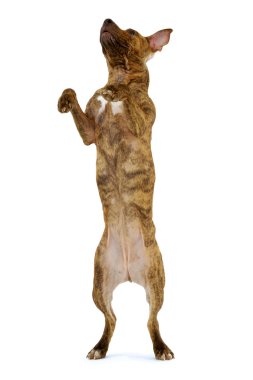 ayakta köpek
