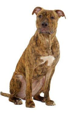 Staffordshire terrier köpek
