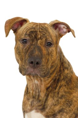 Staffordshire terrier köpek