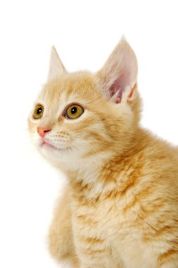 yavru kedi arıyorum
