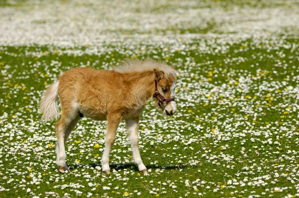 Prado de cavalo jovem com muitas flores — Fotografia de Stock