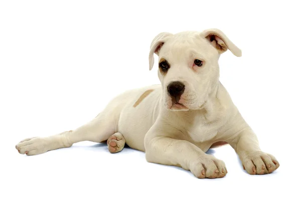 Puppy dog — Stock Photo, Image