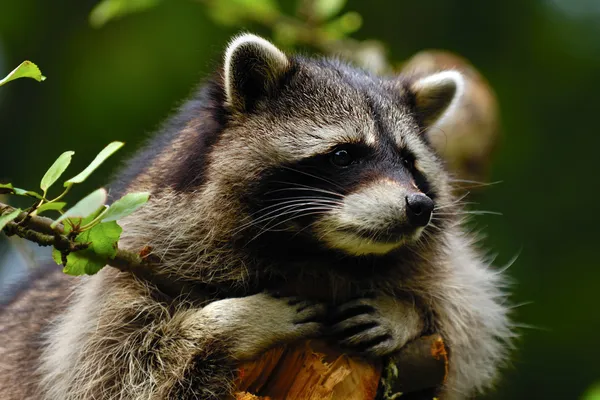 Waschbär — Stockfoto