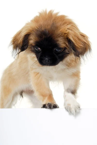 Perro cachorro y signo en blanco —  Fotos de Stock