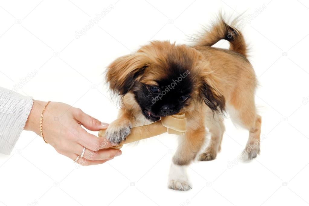 Puppy eating bone