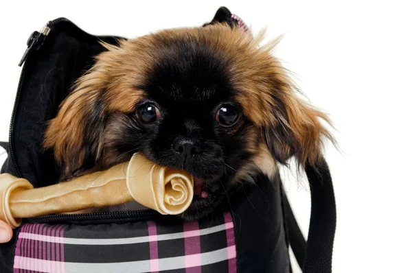 Puppy eating bone — Stock Photo, Image