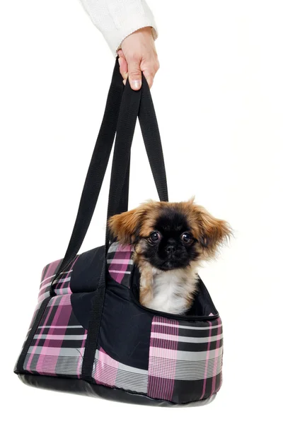Cucciolo in borsa — Foto Stock