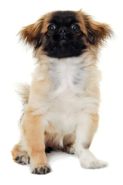 Puppy dog sitting on white background — Stock Photo, Image
