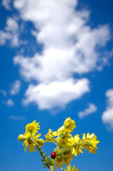 瓢虫在鲜花上向上爬。天空是蓝色的白色 cl — 图库照片