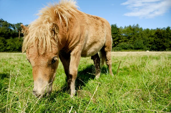 Le poulain mange de l'herbe — Photo