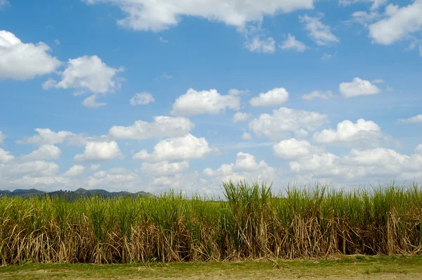 Campo de cana de açúcar da República Dominicana — Fotografia de Stock