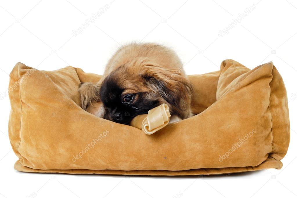 Puppy eating bone in dog bed