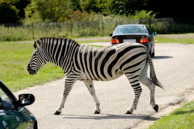Zebra arabalar arasında geçiş bir yoldur