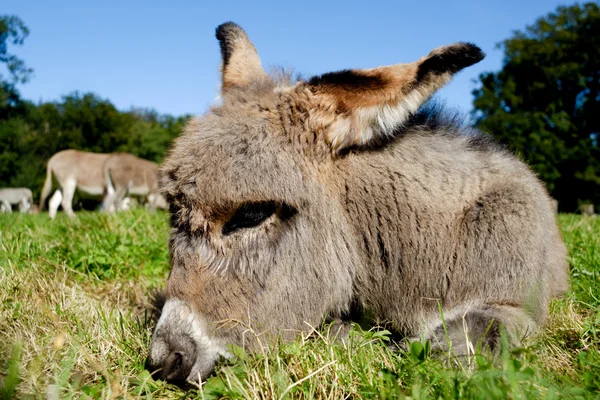 Joven burro —  Fotos de Stock