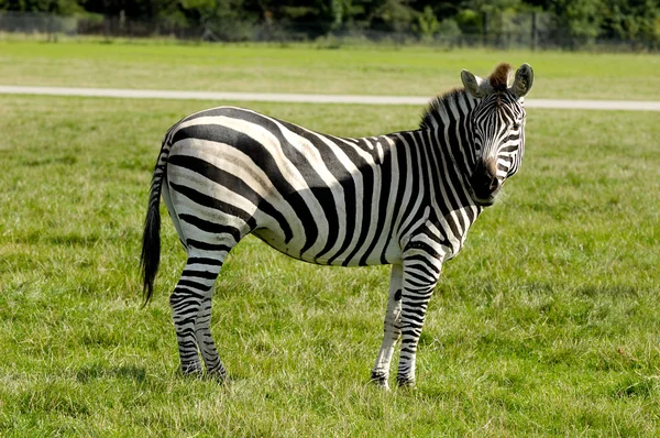 Зебра в природе — стоковое фото