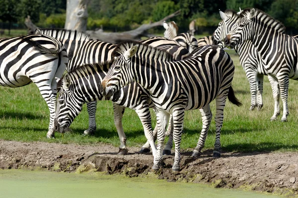 Grupa zebry — Zdjęcie stockowe