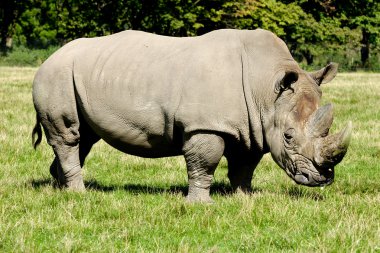 Rhino yeşil çimenlerin üzerinde