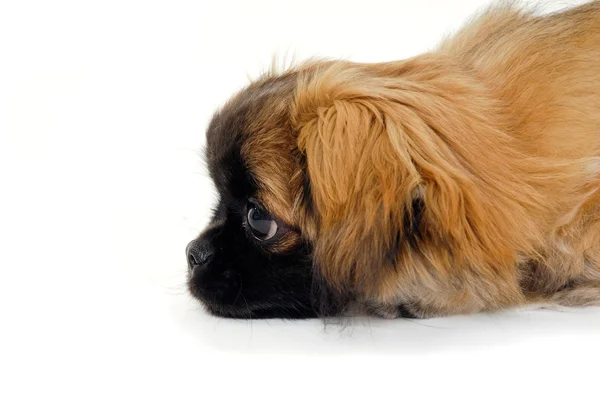 Puppy dog face is looking — Stock Photo, Image