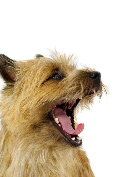 Cara de perro con boca abierta — Foto de Stock