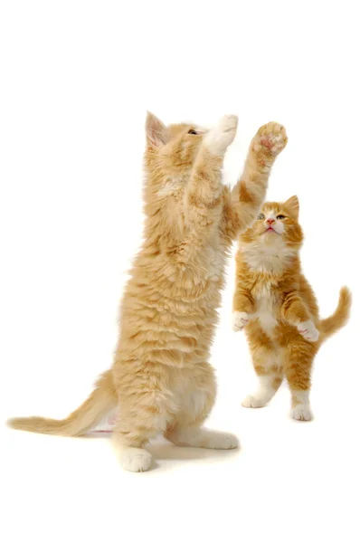 Spelen kittens — Stockfoto