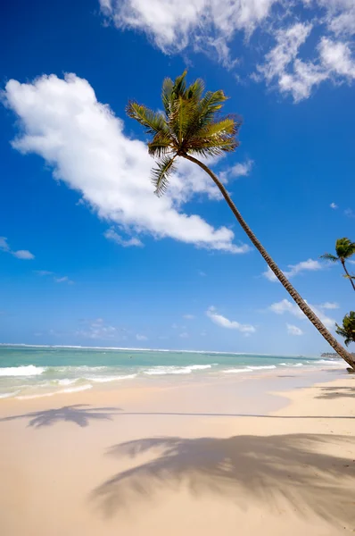 Beach och palm — Stockfoto