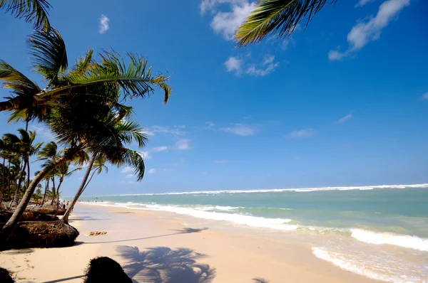 Praia exótica do caribe — Fotografia de Stock