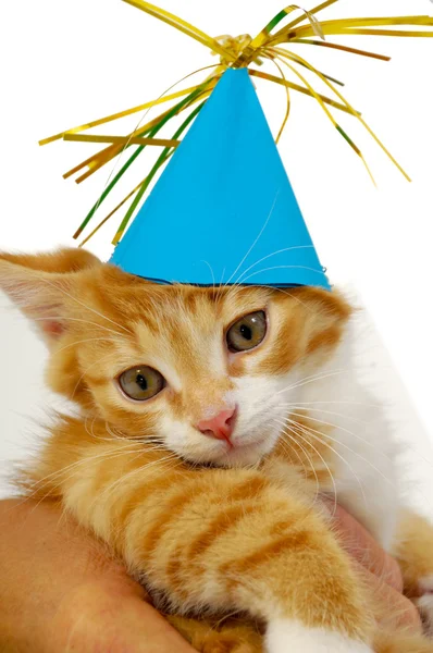 Kitten with hat — Stock Photo, Image