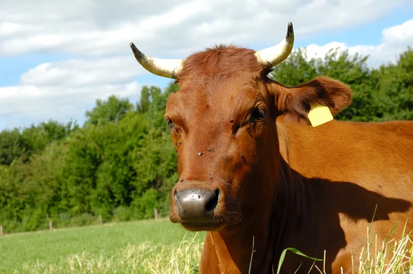 Kuhgesicht — Stockfoto