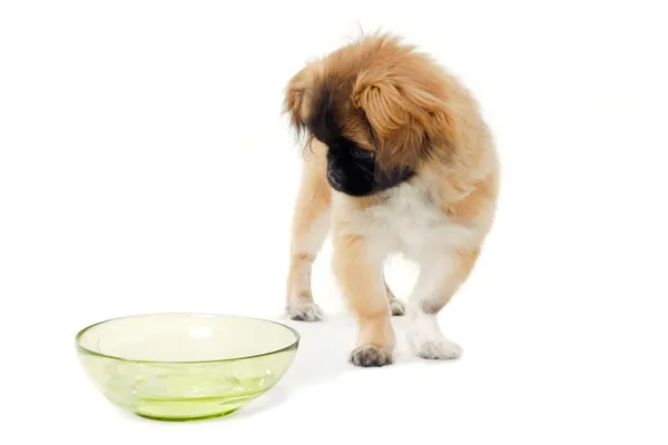 Puppy dog and water bowl — Stock Photo, Image